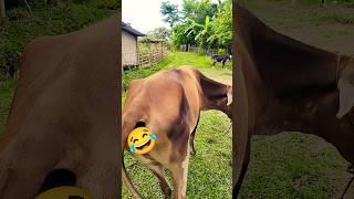 #cow #buffalo #cows #animals