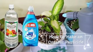 How To Make an Organic Pesticide | Chris-Gel Squad
