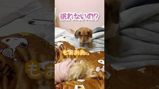 ローちゃんの優しさ😂 #ミニチュアダックス