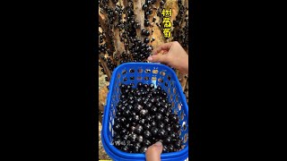 树葡萄摘不完，根本摘不完 #嘉宝果 #树葡萄