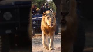 #viralshortvideo #fact about lion #trendingshorts #millionviews