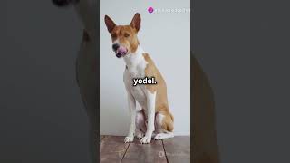 5 random facts about dogs!!#factlovers #factentusiats #curiousminds #facts #dog #random