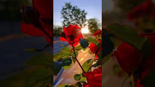 Ve Haniya ve dil janiya status❣️| Whatsapp love status #shorts #nature #love #shortsvideo #music