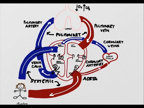 Circulation and Ventilation 1: Circulation Loops