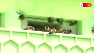 Robotic beehive maker gets $80 million boost