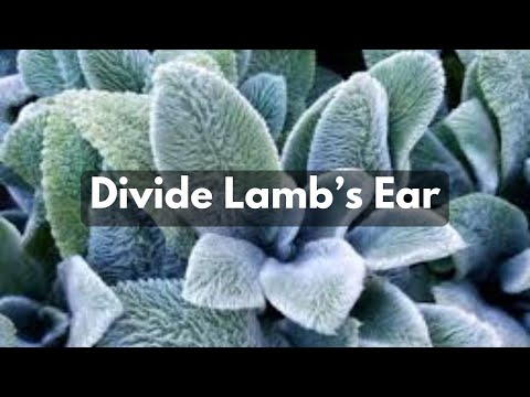 How To Divide Lamb's Ear | Propagate Split Groundcover