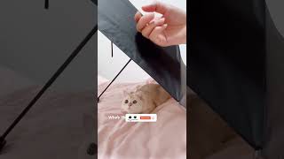 fuuny cat😊 #animal #animals #cat #cats #animales #fuuny #fuunycat #fuunycats #fuunyvideo #video