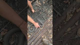 The BIGGEST Eastern Hognose Snake I’ve Ever Found!