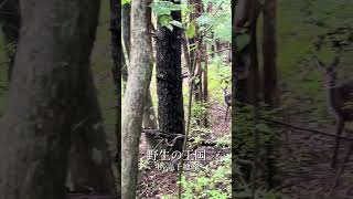 #goprohiking #なかけんtv #鹿児島#宮崎#霧島#高千穂峰#登山#山登り#ハイキング#鹿#なかけんtv