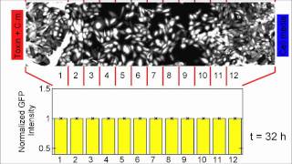 A robust diffusion-based gradient generator for dynamic cell assays