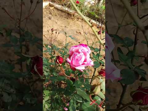 Pink rose in my garden 🌹😍