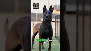 German Shepherd vs. Malinois: Elite Working Dog Showdown! #dog #malinois #germanshepherd #gsd