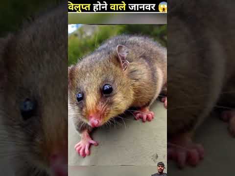 😱😱 #amazingfacts #factsinhindi #interestingfacts #animals #science #viralvideo #factsero