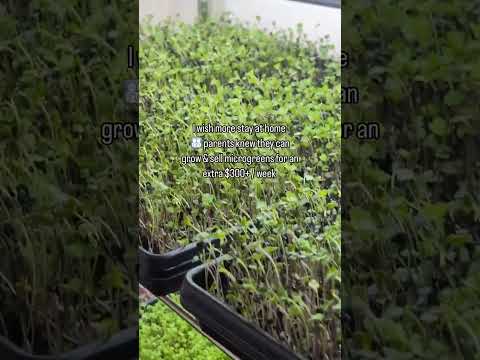 Did you know stay-at-home parents can grow and sell microgreens for an extra $300/week right from