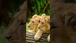 Cute Baby Lion's #animals #lion #lionlife #shorts #youtubeshorts