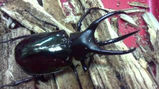 HD Chalcosoma mollenkampi from Kingdom of Beetle Taiwan (origin :Kalimantan).MP4