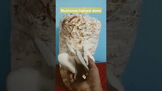 Mushroom cultivation #mushroomfarming #businesstamil #mushroom