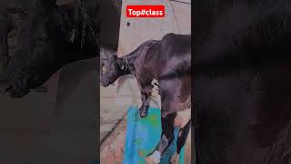 ##topclass# cow ##like#comment share## 🐄🐄🐮