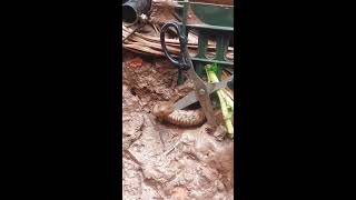 Simple DIY Snake Trapping Latest Ideas 2025 #snake#animals #cobra #shortvideoviral789