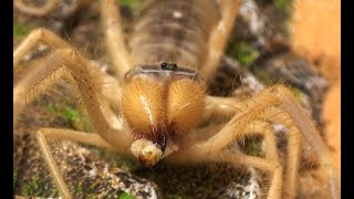 Camel Spider Solifugae From Iraq is Always Eating