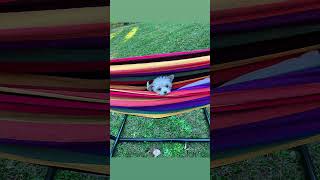 Dog relaxing in hammock#cutepet #doghammock #happydog #summerfun