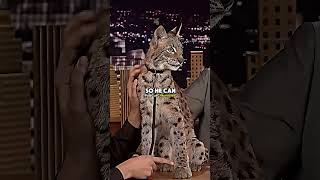Jimmy Fallon With a Siberian Lynx