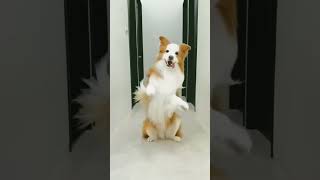 #dog #inderr #doglover #cute #pets #petlover #funny #trending #inderarya #gulabisarara
