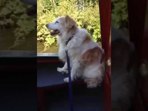 Collie on a Canal Boat