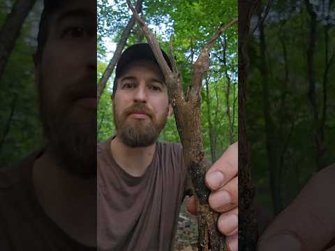 Foraging and cooking burdock root 🌱