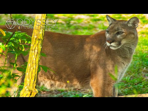 Filming the Elusive Florida Panther at the Stunning Homosassa Springs Wildlife Preserve, Florida