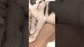 自分の手をねこで愛でる