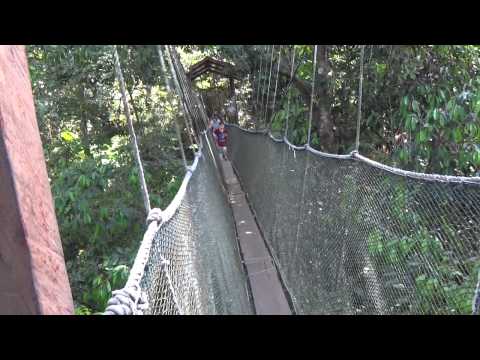 Canopy walk now turns into canopy run in Poring, Sabah, Malaysian Borneo
