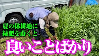 【暑くて作物が作れない季節におすすめ】畑の残留肥料状態把握の目安、なにかと役立つ【ソルゴー】【緑肥】【草マルチ】【堆肥】【保湿】【有機】【防草】【防風】