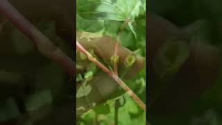 野生金荞麦是国家二级保护植物，看看你认识吗？
