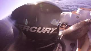 Seal Hops on Boat to Escape Orca Hunt