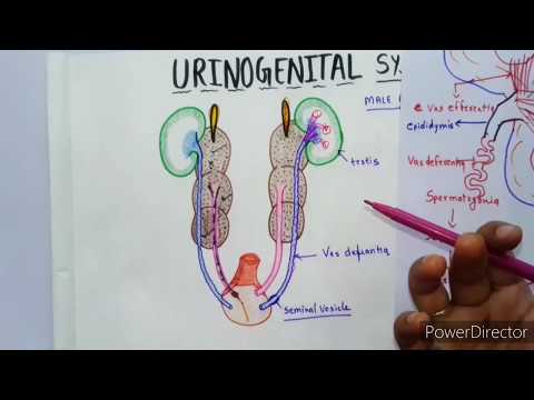 Male Reproductive System of Pigeon//#Urinogenital System