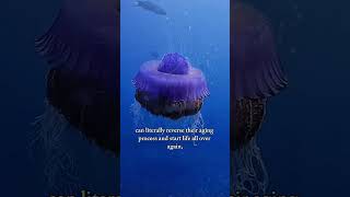 Facts You Didn't Know About Jellyfish #JellyfishFacts#OceanMysteries#MarineLife#DidYouKnow