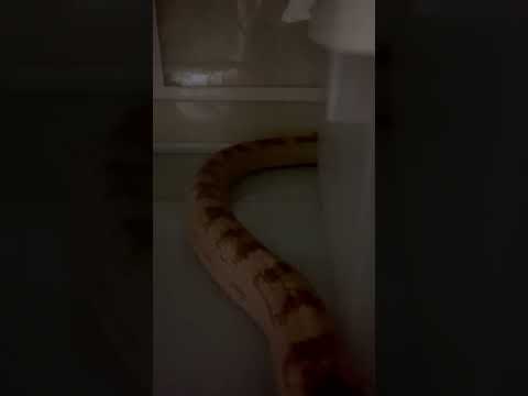 ヘビのビオラくん