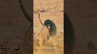 黑熊驱赶老虎#爱护大自然保护野生动物 #野生动物零距离