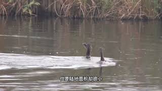 微山湖，处于山东和江苏之间，为何属于山东独有和江苏无关