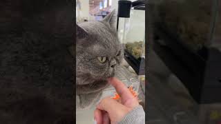 大概就是這麼大吧 #貓咪 #貓貓 #cat #毛孩 #米特小貓貓