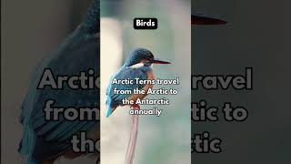 2 Mind-Blowing Bird Facts You Didn't Know! 🔥#shorts #bird #facts #funfacts