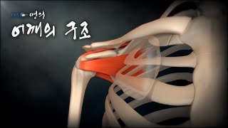 [명의 의학백과📖] 어깨의 구조