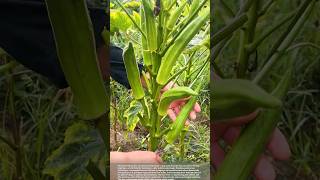 How to Increase Okra Yield #smartfarming #gardeningtips #farmingtips