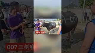 牛友们，早上好！ 新的一天，愿你心情超级爽！ 今天，醒狮斗牛场这里将上演宝马冠军杯四不限大奖赛斗牛狂欢盛宴，来自国内外近30余头角斗士，个个养精蓄锐，精神饱满，青春再现，荟萃名牛，……版本过低，升级