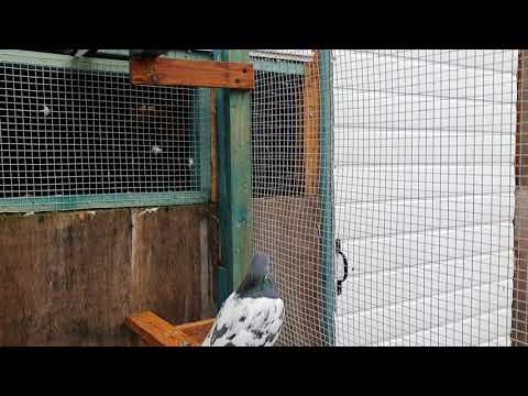 Taddy pigeon
