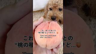 #Verification Will seeds removed from a peach germinate? If you feel healed, please comment 🍑! Wi...
