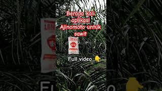manfaat Ajinomoto bagi sawit #shortvideo #kelapasawit #ajinomoto