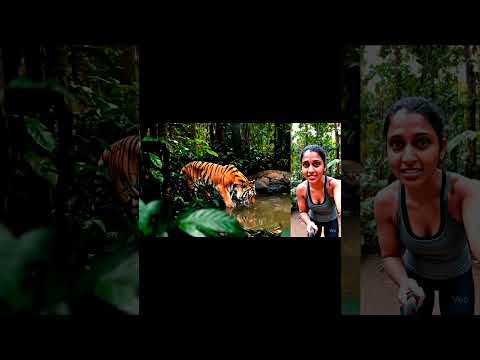 TIGER AND THE GIRL #VLOG #aivlogger #tiger