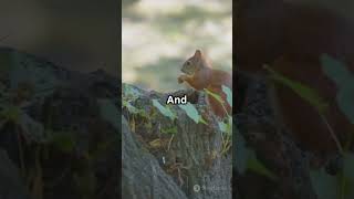 Wildlife Wonders: Meet the Forest's Cutest Creatures! 🦊🐿️🌲#WildlifeWonders#ForestAnimals#Wildlife